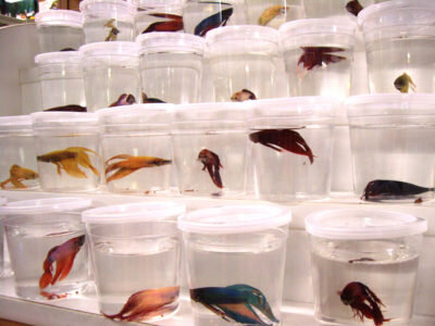 Сколько живут рыбки петушки в аквариуме | АкваОК | Дзен