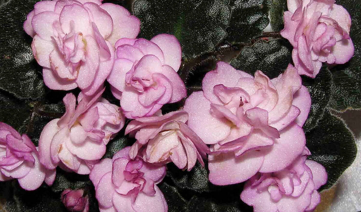 Фиалка Ness Satin Rose