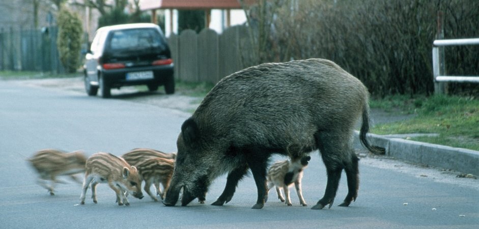 Не самые желательные соседи