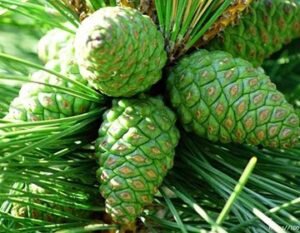 Эффективное снижение артериального давления народными средствами достигается благодаря спиртовой настойке красных сосновых шишек. Этот состав признают не только народные целители, но и опытные врачи. Среди преимуществ лечения гипертонии народными средствами на основе шишек выделяют следующие: