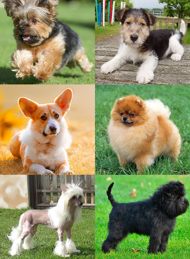 современные породы собак с фотографиями и названиями