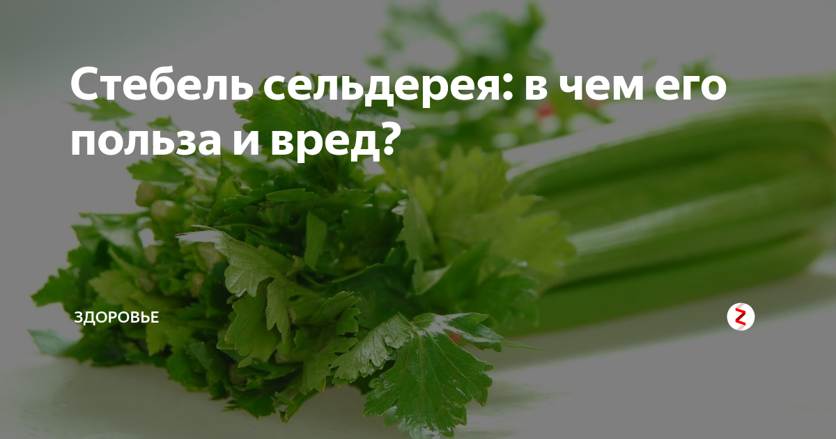 Вред черешкового сельдерея. Сельдерей стебли польза и вред. Сельдерей черешковый польза и вред. Стебель сельдерея польза. Чем полезен сельдерей черешковый.