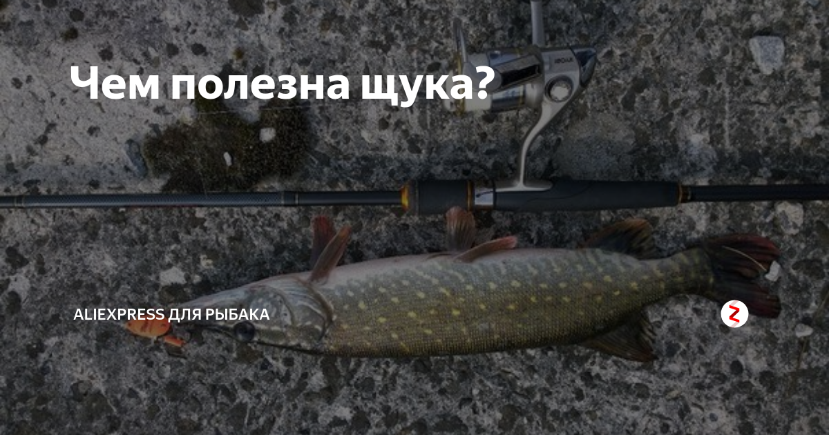 Чем полезна щука. Щука образ жизни. Сообщение о щуке. Чем полезна щука для организма. Щука презентация.