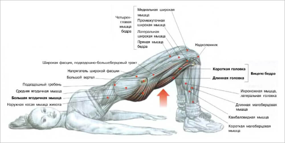 Самые эффективные упражнения для внутренней части бедра