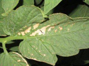 К числу характерных болезней рассады баклажанов можно отнести три основных. Первая – мучнистая роса. Типичным признаком болезни является белый налет, который постепенно распространяется по рассаде. Вторая проблема – белая пятнистость. Заражение происходит через непродезинфицированную почву, а белые пятна имеют коричневые границы. Последняя – фомоз, она же сухая гниль. Можно отметить появление светлого налета с вкраплениями. Далее поговорим о том, что делать в различных ситуациях и как бороться с проблемами.