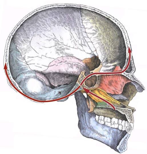 Так давление от пальца передается на основание черепа и распределяется по нему.