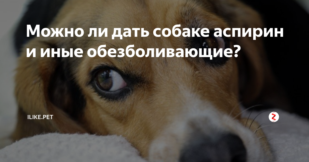 Даю собаке. Что можно давать собаке. Какие обезболивающие можно дать собаке. Отравление собак аспирином. Какие человеческие обезболивающие таблетки можно дать собаке