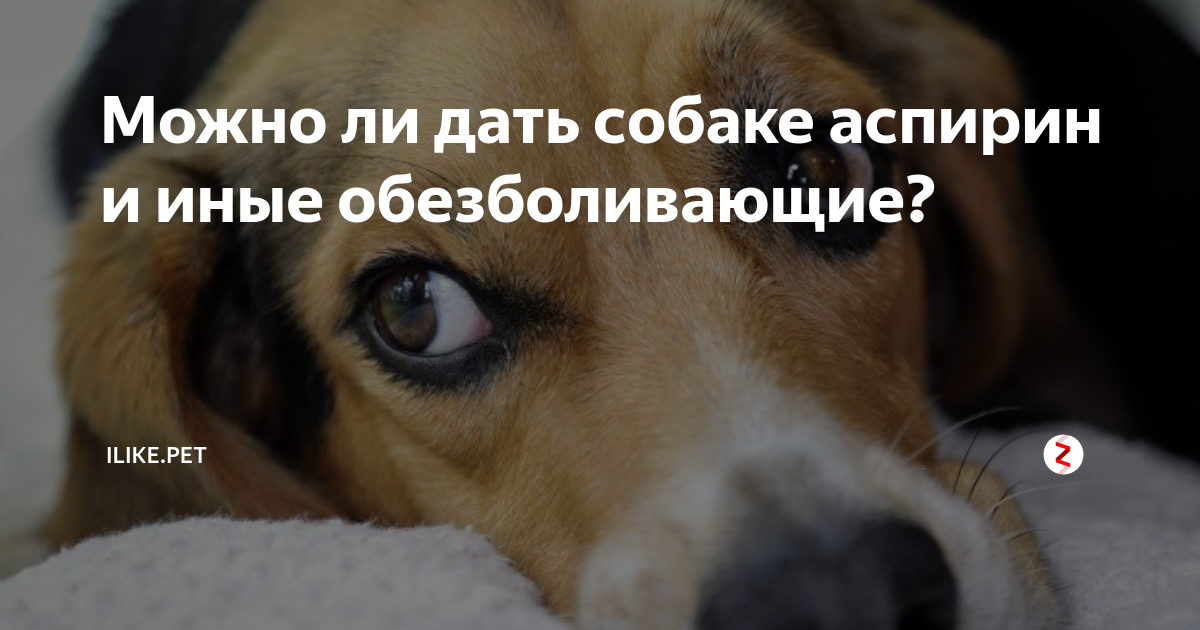 Можно собаке дать обезболивающую таблетку. Аспирин для собак. Можно давать собаке ацетилсалициловую кислоту. Можно ли давать аспирин собаке. Аспирин собаке дозировка.