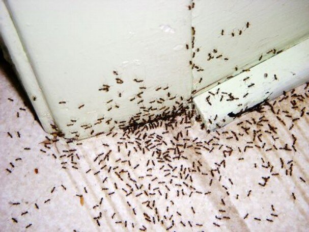     Как избавиться от домашних муравьев — способы, описание, фото Жильцы квартир не так часто сталкиваются с соседством насекомых, однако иногда даже при условии, что в помещении соблюдается чистота и-2
