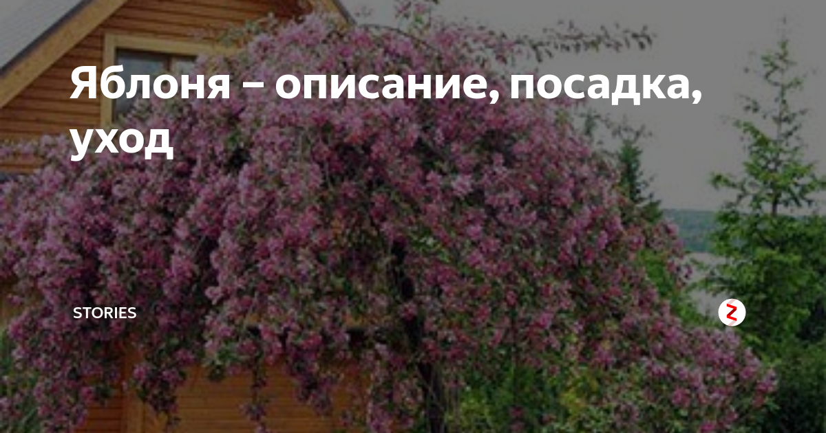 Яблоня – описание, посадка, уход | Stories | Дзен