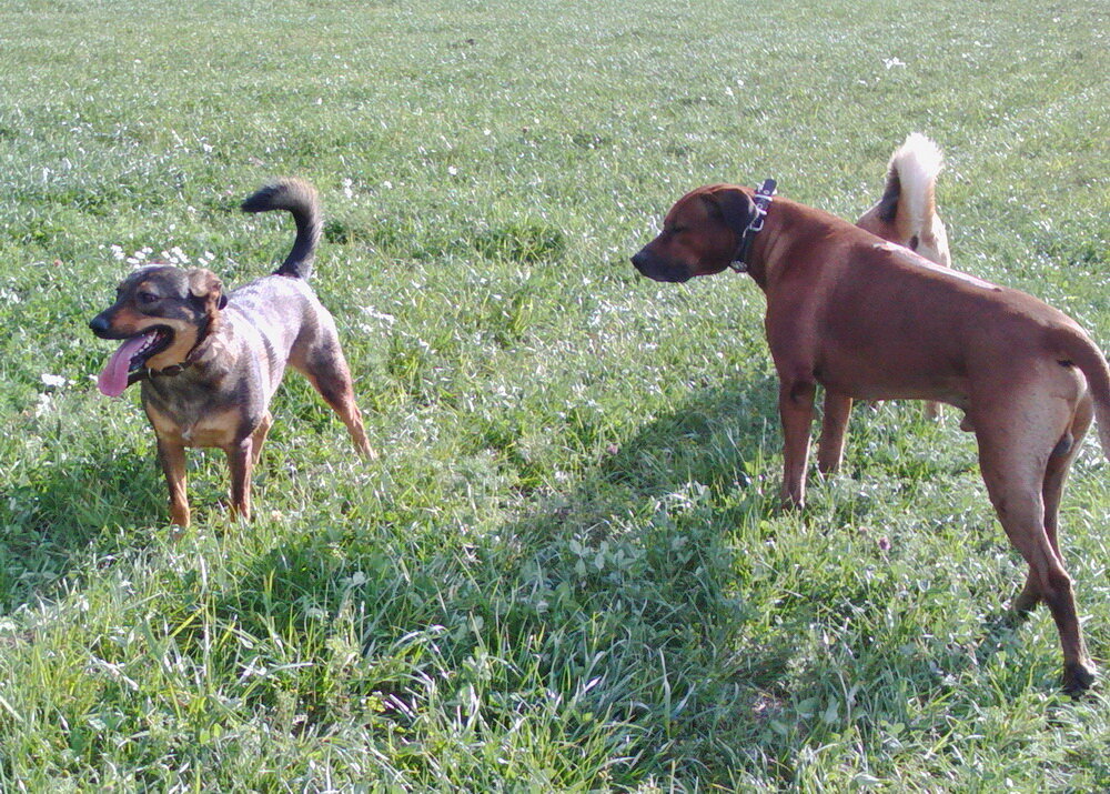 Бончик на прогулке с товарищем