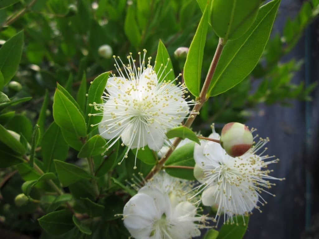 Веточки мирта из которых делают эфирное масло