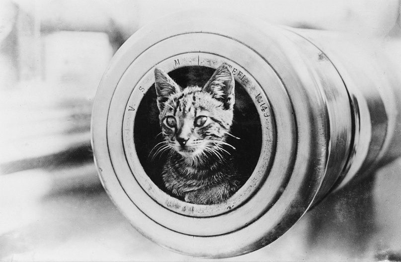 Кот, талисман бронепалубного крейсера HMAS Encounter, выглядывает из дула 6-дюймовой пушки. (Australian War Memorial)
