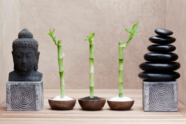 Считается, что растение бамбук по фен-шуй привлекает в дом удачу и счастье, всем своим видом символизируя рост, развитие и раскрытие потенциала. 