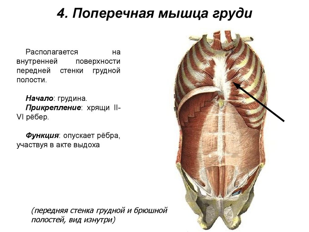 Мышечная система диафрагма. Мышцы передней грудной стенки анатомия. Поперечная мышца груди функции. Передняя стенка грудной клетки живота вид изнутри. Поперечная мышца грудной клетки.