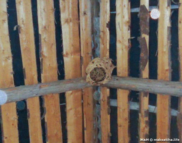 Гнездо шершней под потолком