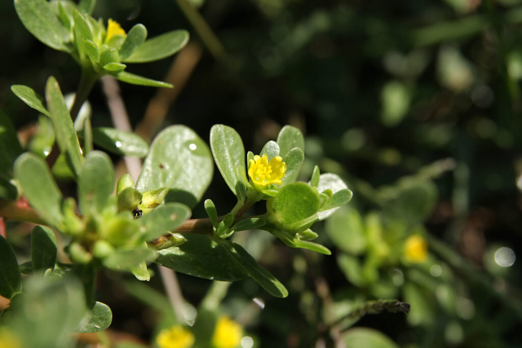 Портулак огородный (Portulaca oleracea). Фото: Андрей Помидорров. Снято в Крымском районе