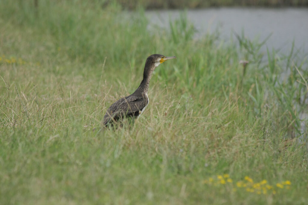 Большой баклан (Phalacrocorax carbo). Фото: Андрей Помидорров. Снято в Крымском районе