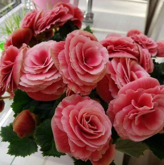 Бегония  элатиор.Фото из сети Интернет