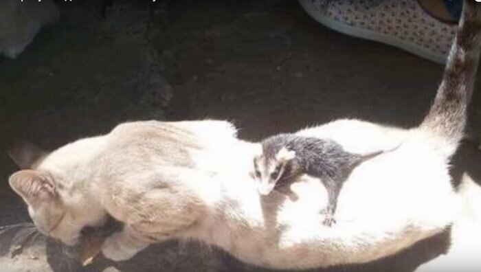 Скриншот/Just Life — канал про животных/youtube.com