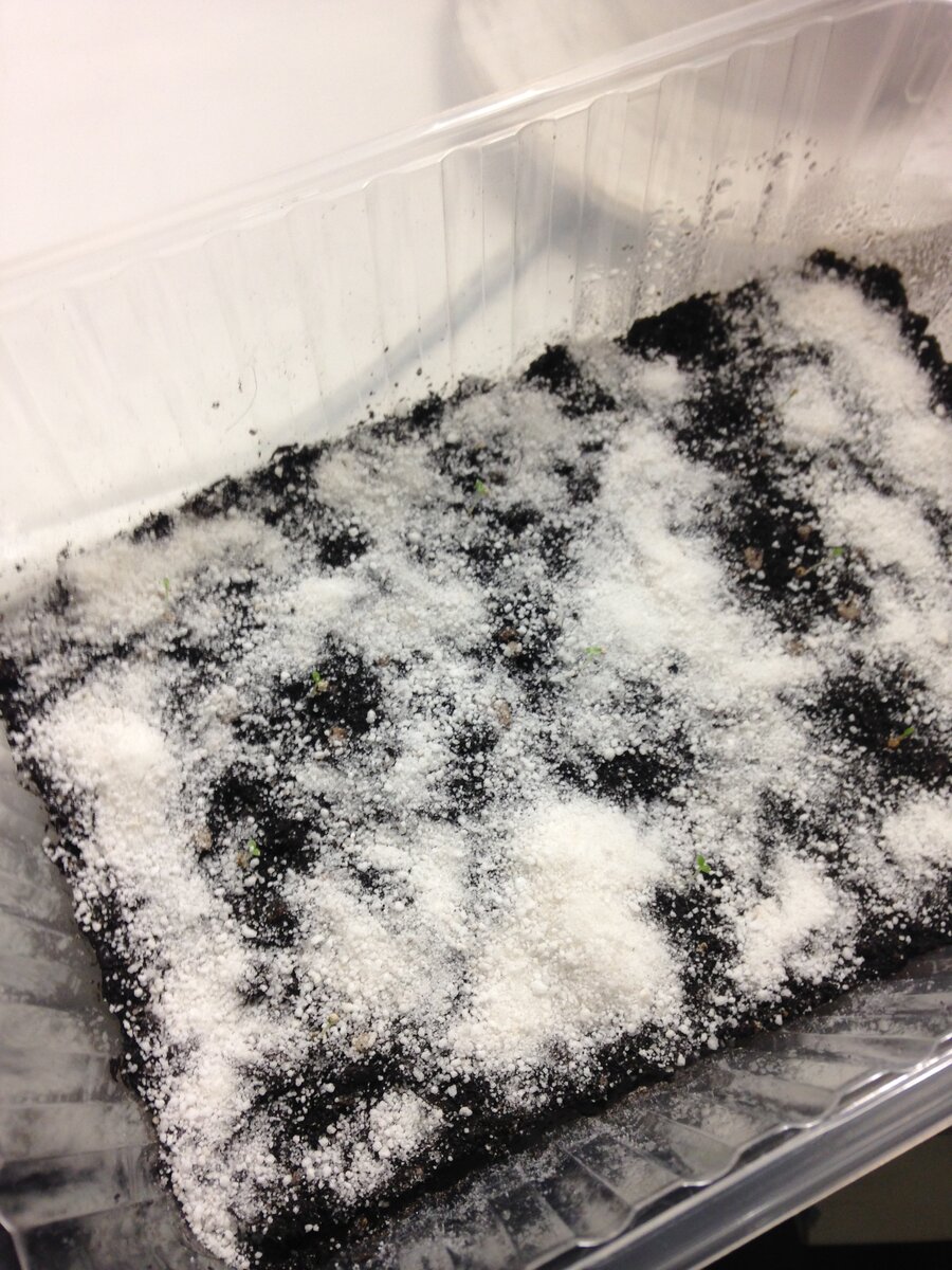 Семена петунии в контейнере для заморозки.