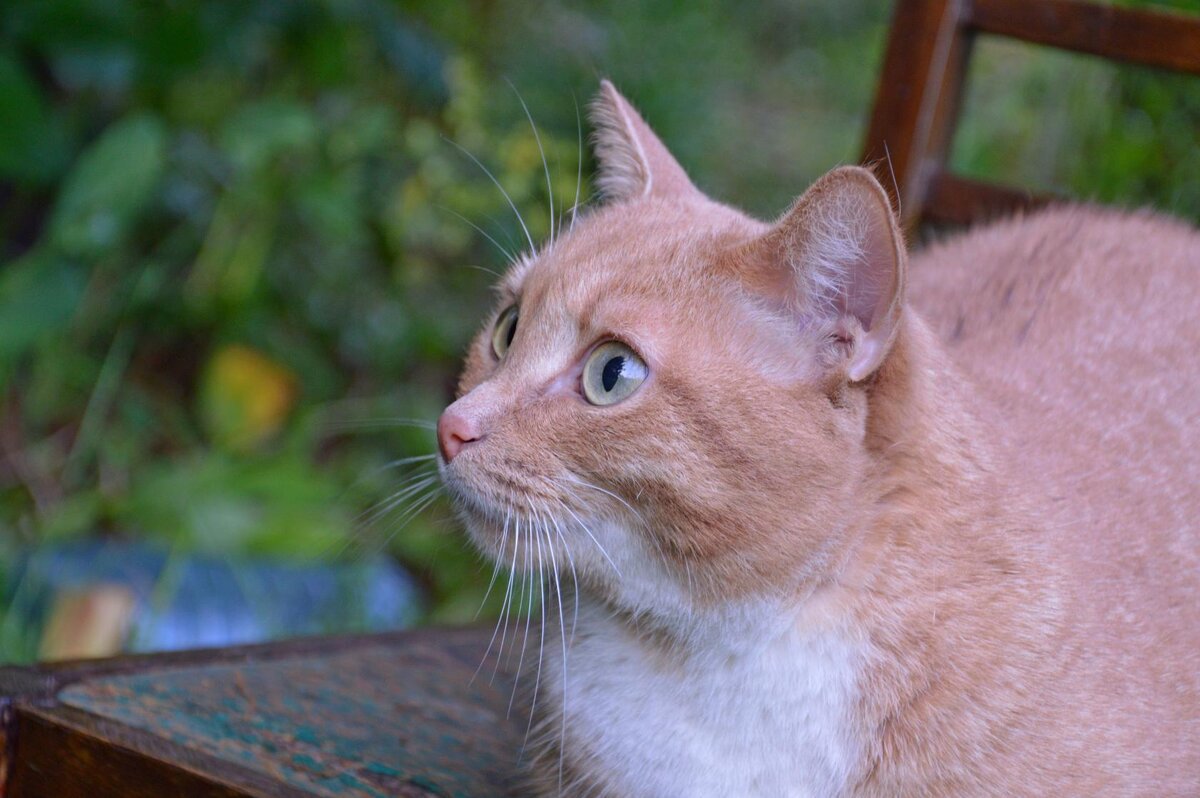 Не прошло трёх дней, и снова Космос дачей очарован... Он не ест, не пьёт, не спит, а на стуле кот сидит и на птичек он глядит.