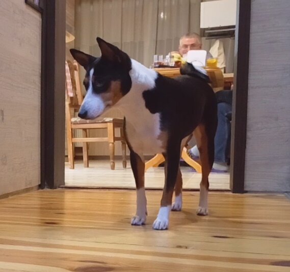 Подружка Кубы - басенджи Моника в белых носочках и манишке.