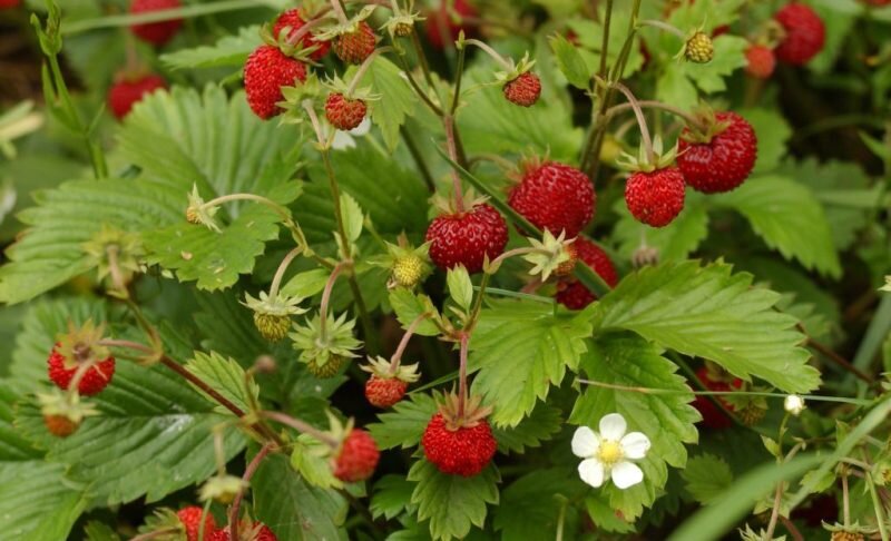земляника лесная