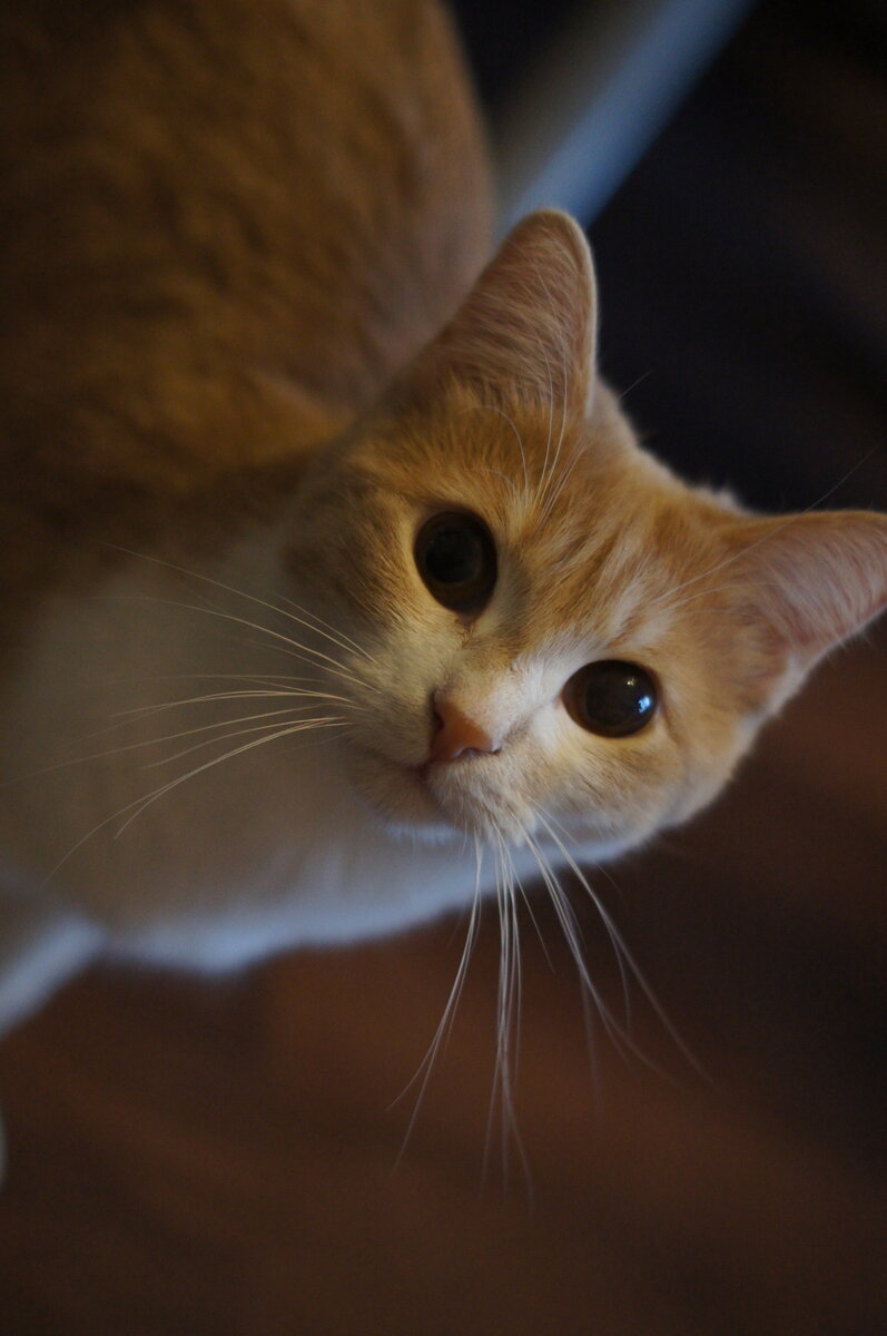 Эту миниатюрную кошечку персикового окраса с белой грудкой и лапками нам принесли совсем маленьким котенком. Стояли сильные морозы и, оказалось, что все котята из помета были рождены на холоде и вообще не понятно, каким образом выжили. Поэтому от  рождения на морозе у Тиши, а именно так мы назвали малышку, на радужной оболочке глаз прозрачная пелена перламутрового цвета. И даже в самом начале нашего с ней знакомства, не было ясно, видит ли она. Но оказалось, что Тиша видит, и зрение у нее прекрасное!   