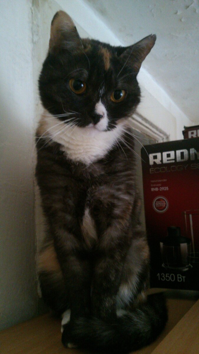 Клепа – кошка с характером. Как и подобает маленькой женщине, она всегда готова постоять за себя и не дать в обиду. 