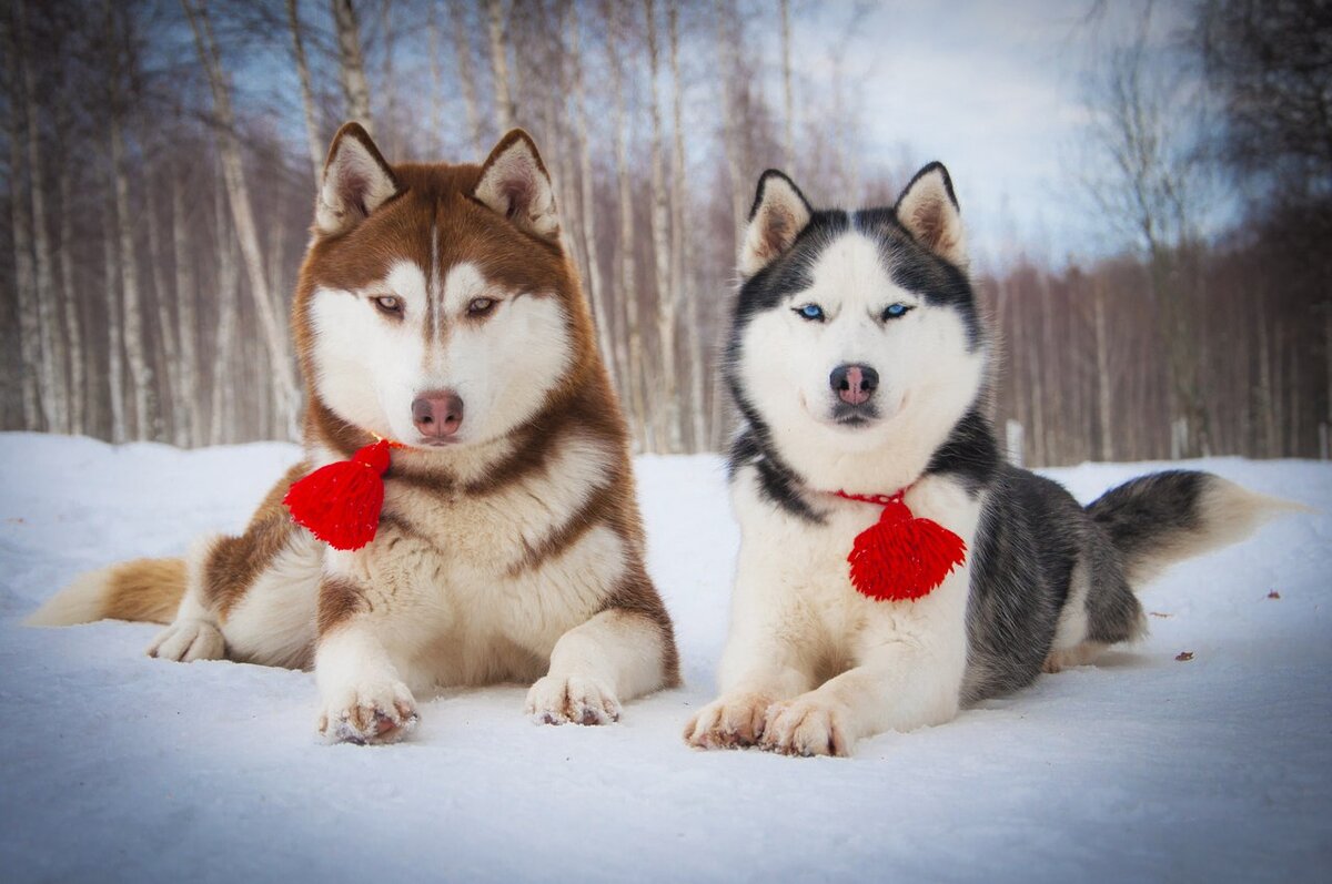 Гарри и Бабулька