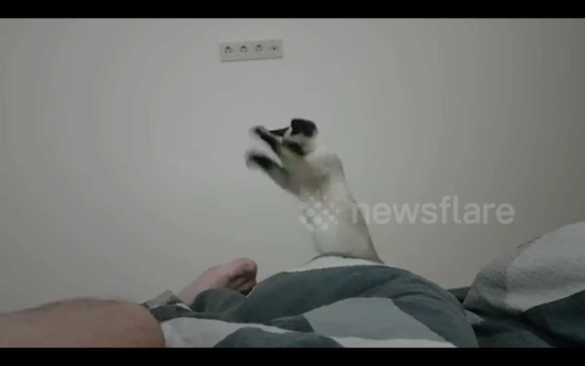 Кадр видео youtube.com/Animal Antics