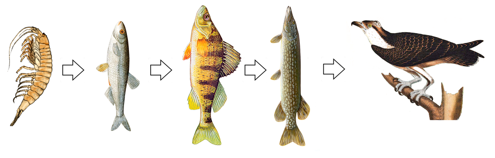 Скопа наверху пищевой цепи
