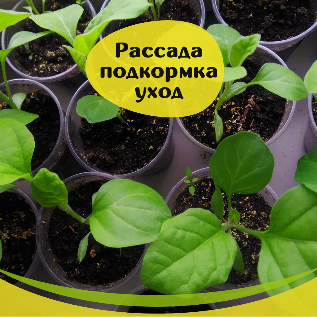 Как ухаживать за рассадой баклажан. Урожайный огород рассада баклажанов. Рассада перцев и баклажан. Подкормка рассады баклажан. Всходы баклажан.