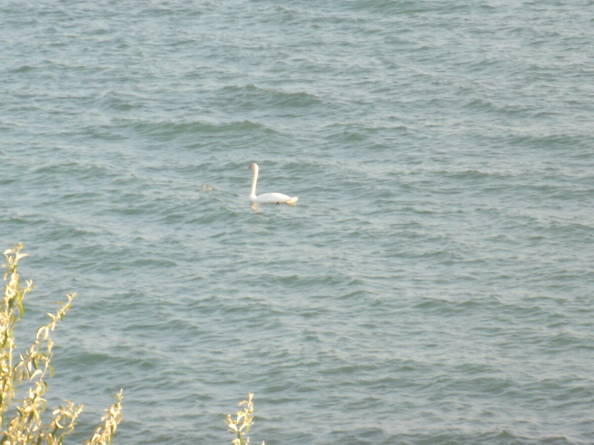 И там тоже бывают лебеди... фото авторское