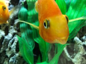 Фото: рыбка попугай