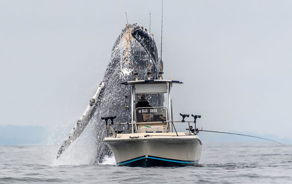 Катер кит. Катер pdf. Горбатые киты и лодка. Животные на аляске киты. Киты в канаде.