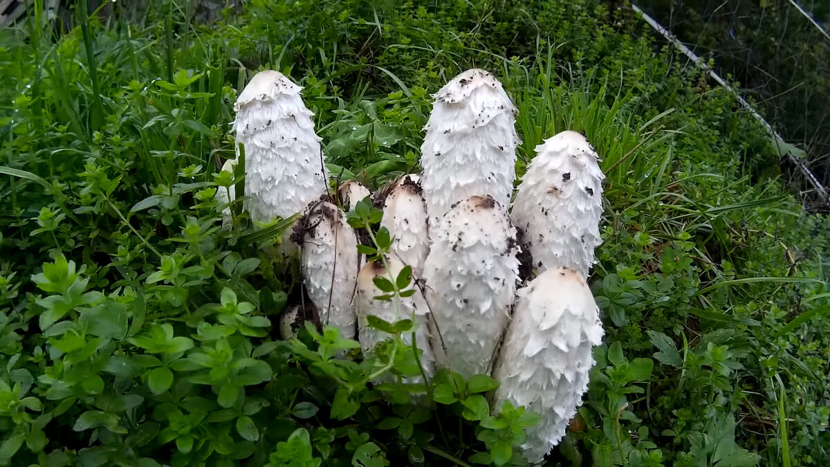 Дружная семейка навозников.