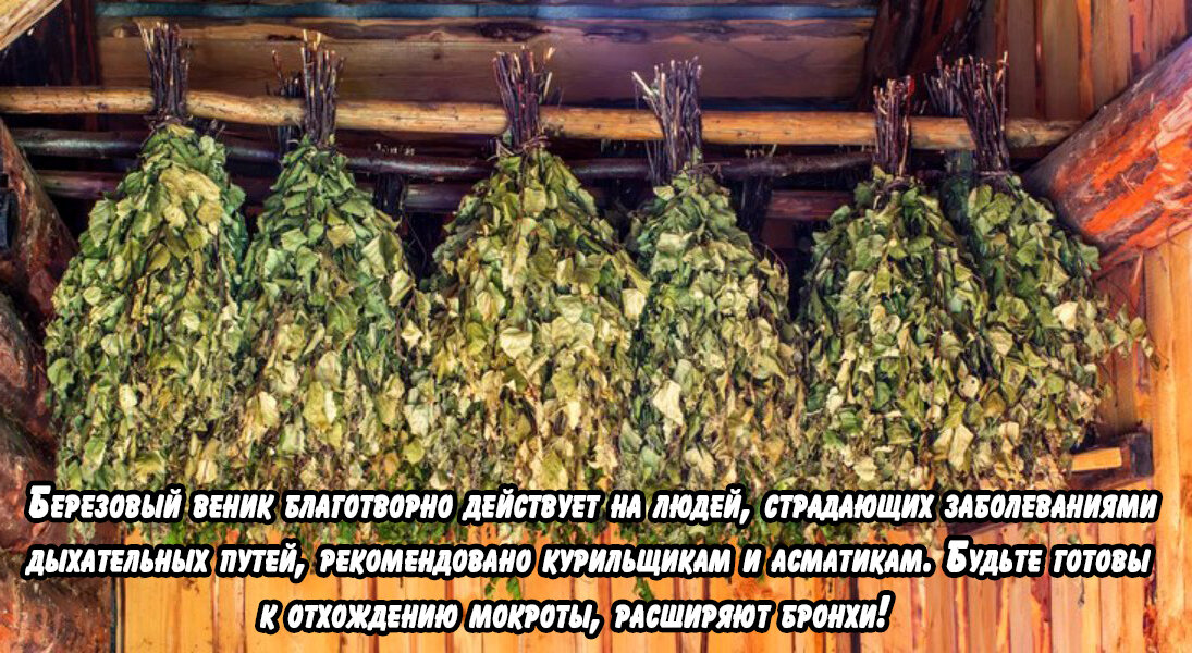 Как хранить веники для бани. Схема вязания веника для бани. Когда заготавливать веники для бани. Станок для вязания веников для бани.