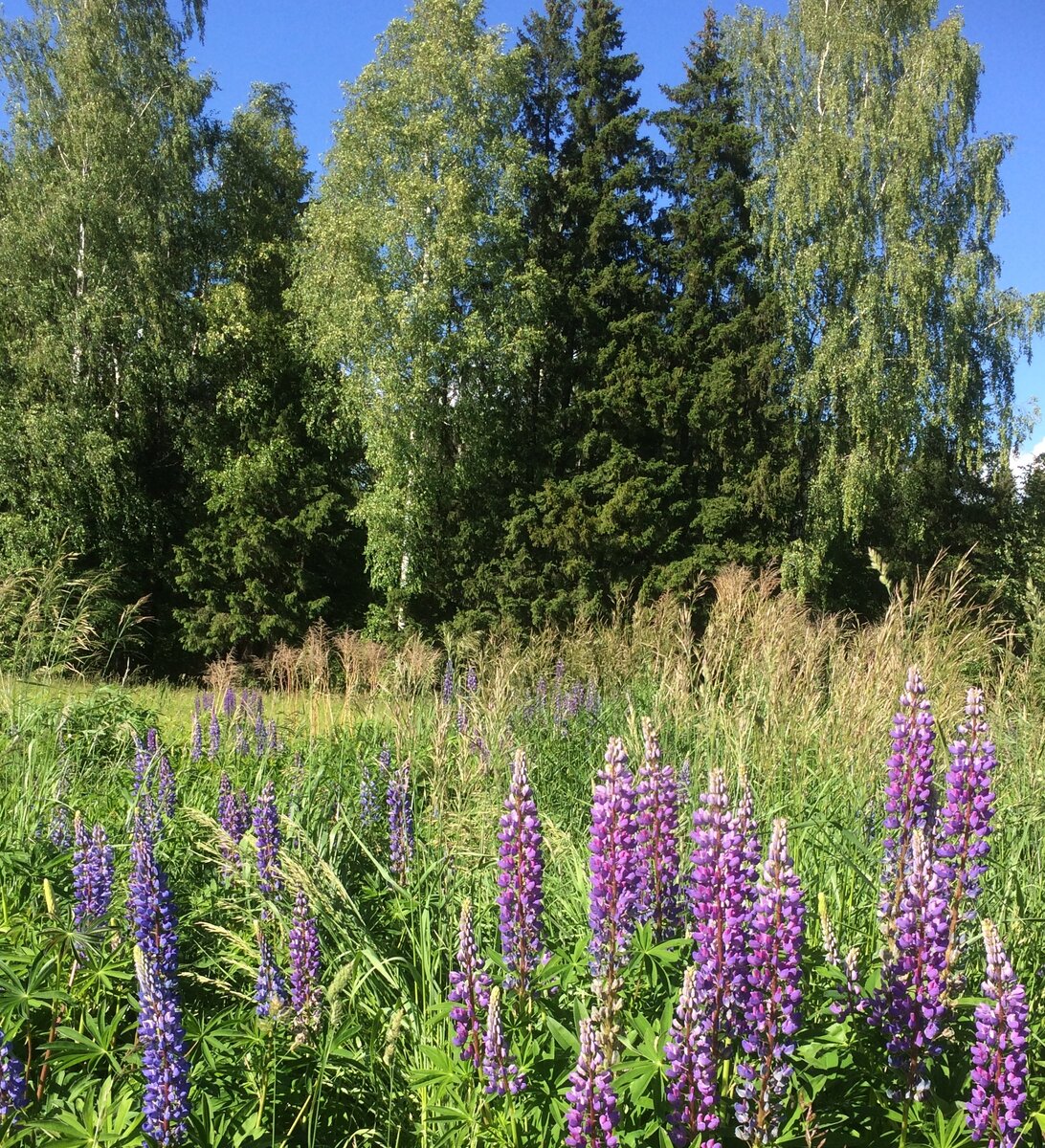 Фото автора. Та самая опушка леса.