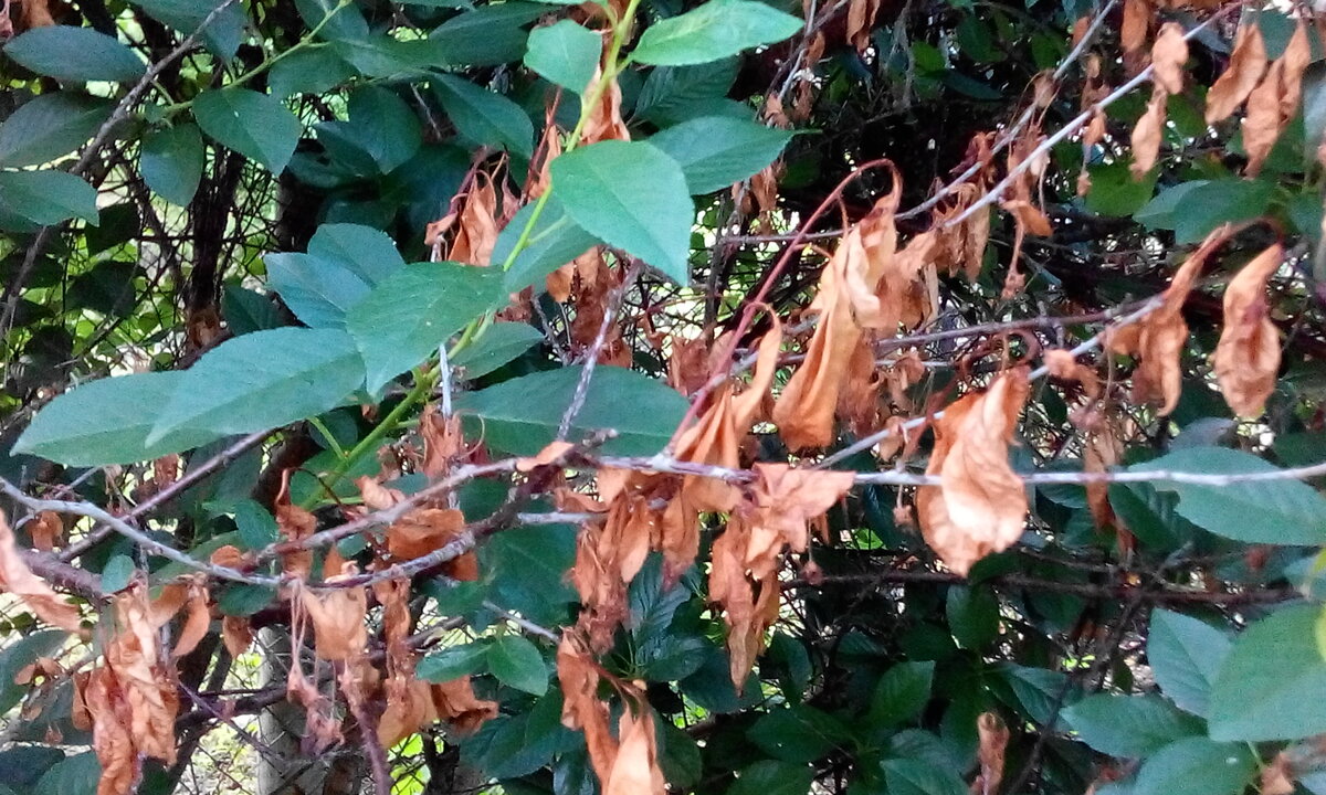 Монилиоз - эта одна из самых страшных болезней для сада. Знаю по своему опыту, как трудно вылечить заболевшее дерево и вернуть его к жизни. Но еще сложнее уберечь оставшийся сад от этого заболевания. 