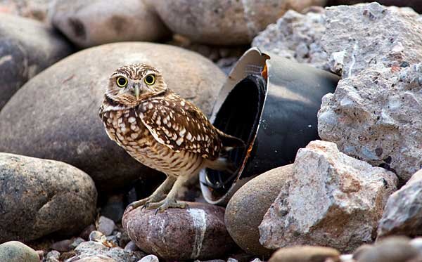 Источник фото: audubon.org