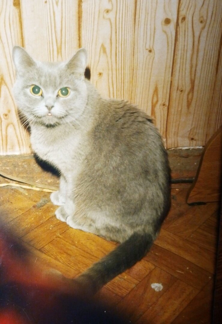 Такой она была тогда, наша Соня (на кличку по паспорту Стефани она так и не начала откликаться)

