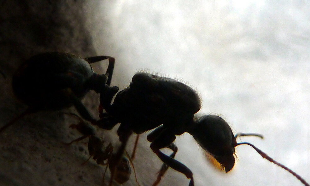 Летающие муравьи в доме. Летающие муравьи. Летучие муравьи. Красный летающий муравей. Гигантский летающий муравей.