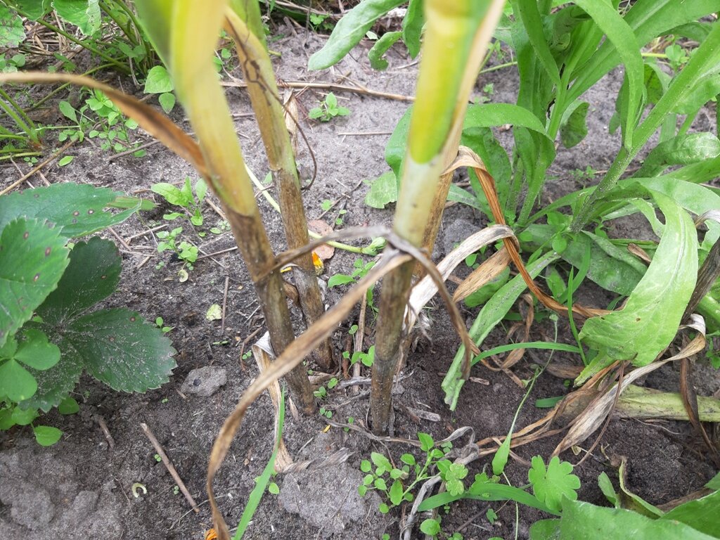 Букет чеснока. Фото автора.