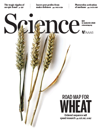 Статья под названием «Shifting the limits in wheat research and breeding using a fully annotated reference genome» опубликована в номере 361(6403) журнала Science