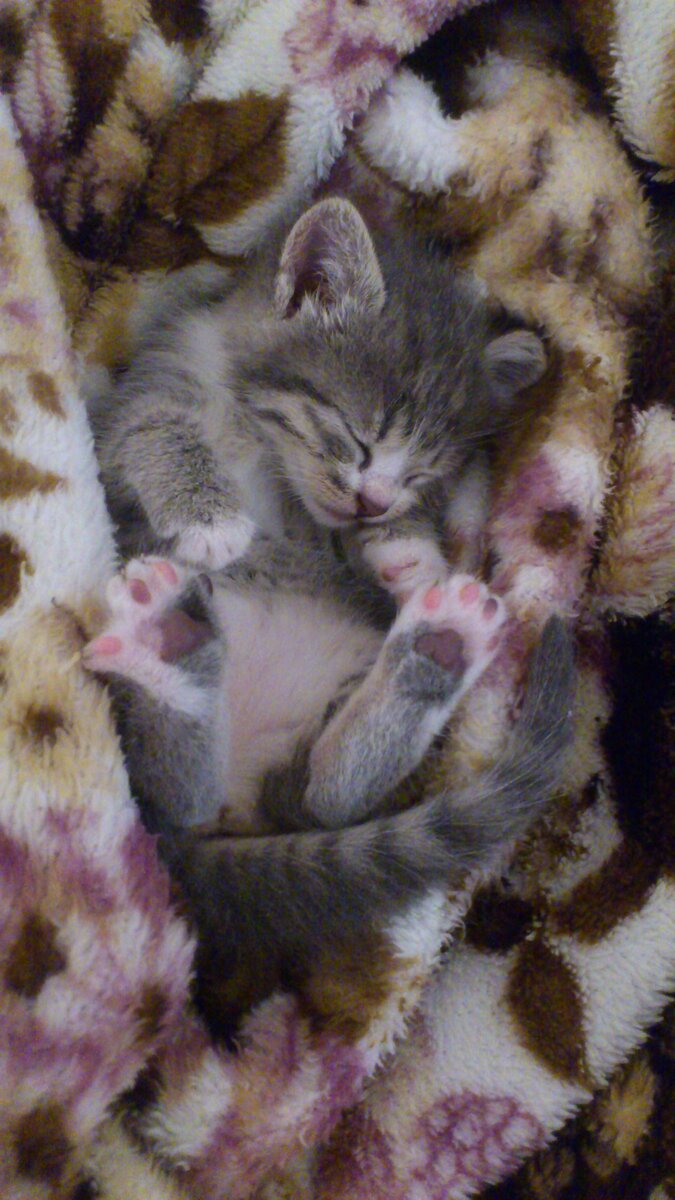 Вот такое чудушко стало нашей второй котэ.