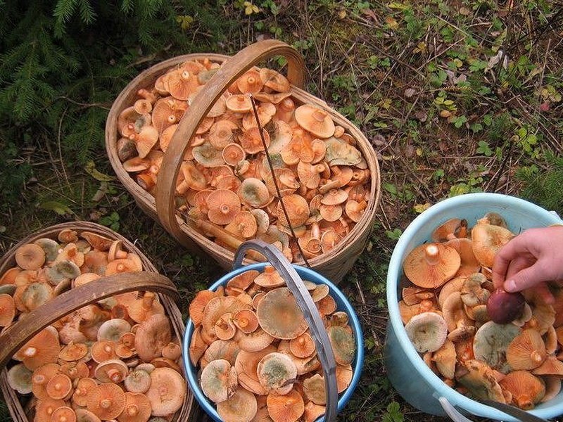 Как приготовить грибы рыжики в домашних условиях