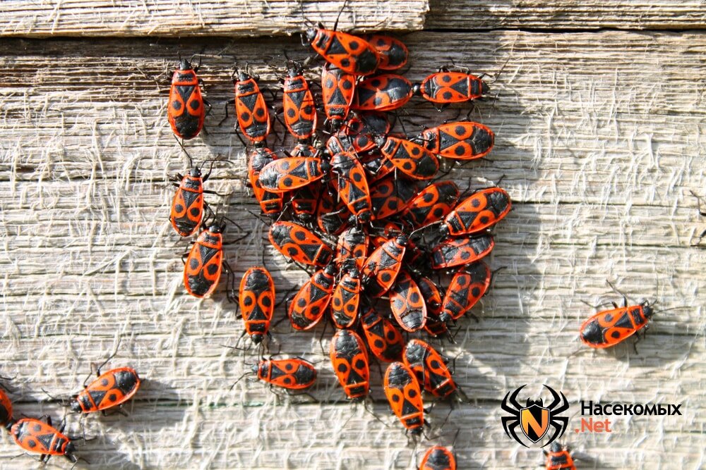 Клопы-солдатики