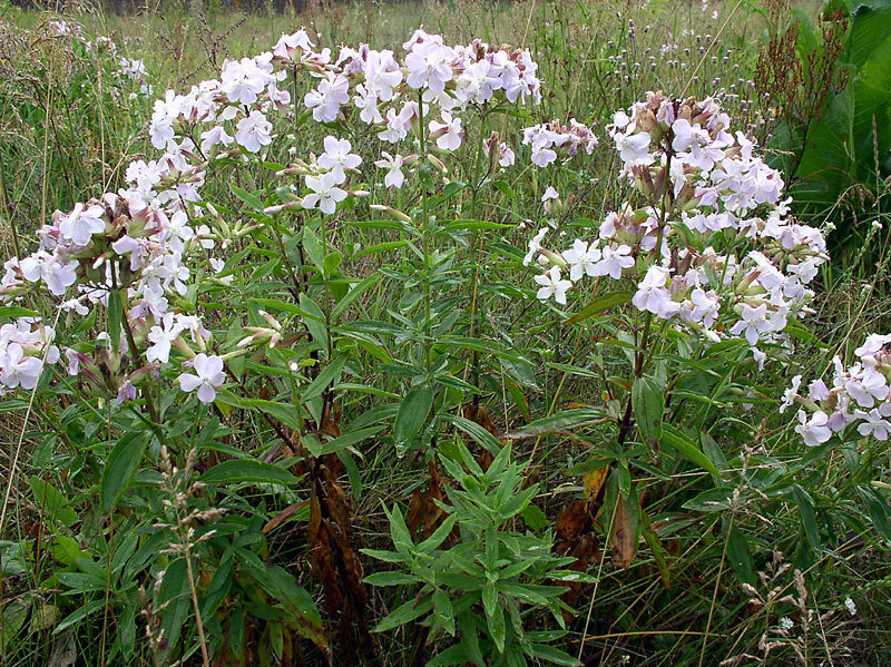 The cloves are Caryophyllaceae.